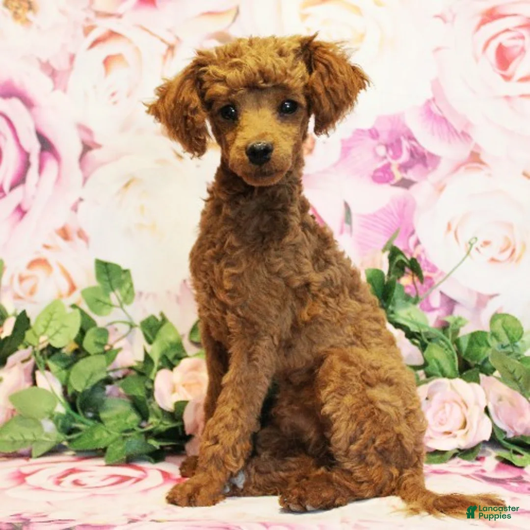 Toy Poodle dogs for sale: Dustin - Ad 1