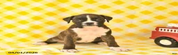 Boxer dogs for sale: Jenna  - Ad 2