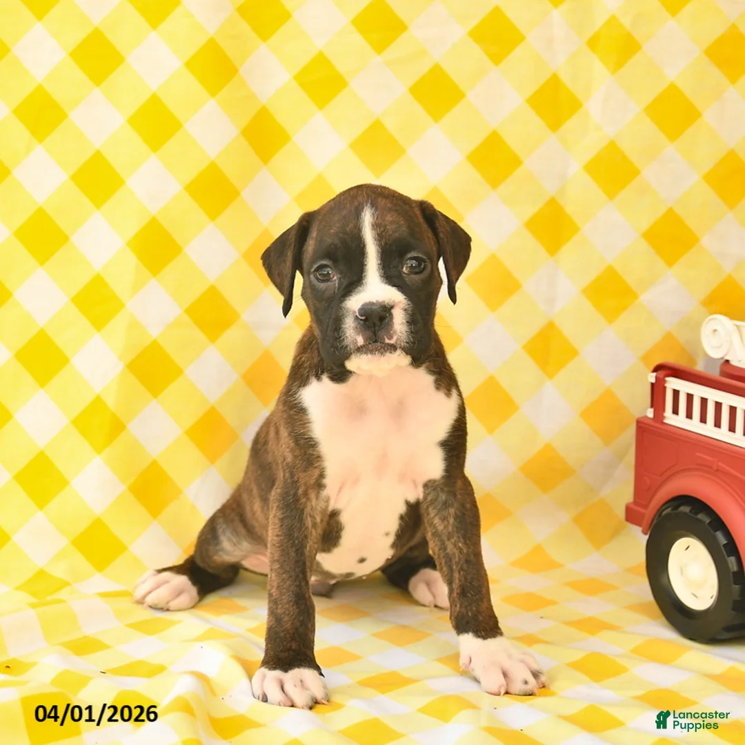 Boxer dogs for sale: Jenna  - Ad 2