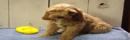 Cockapoo dogs for sale: Barry - Ad 26