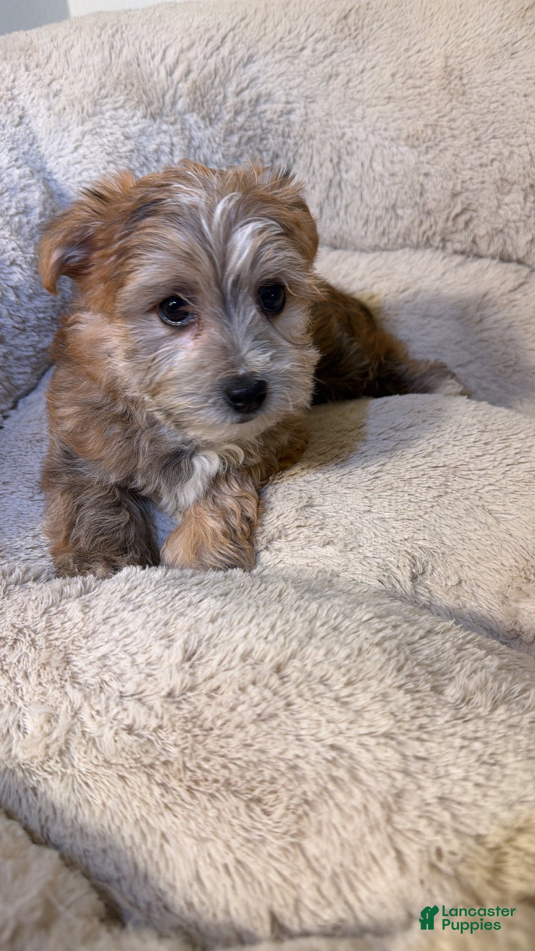 Morkie dogs for sale: Zeus  - Ad 4