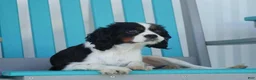 Cavalier King Charles Spaniel dogs for sale: Molly - Ad 8