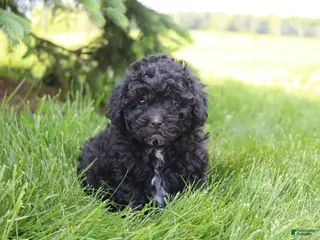 Toy Poodle dogs for sale: Sadie - Ad 3