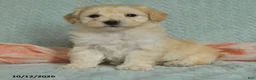 Maltipoo dogs for sale: Max - Ad 3