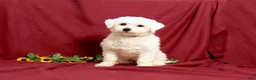 Bichon Frise dogs for sale: Kipper - Ad 6
