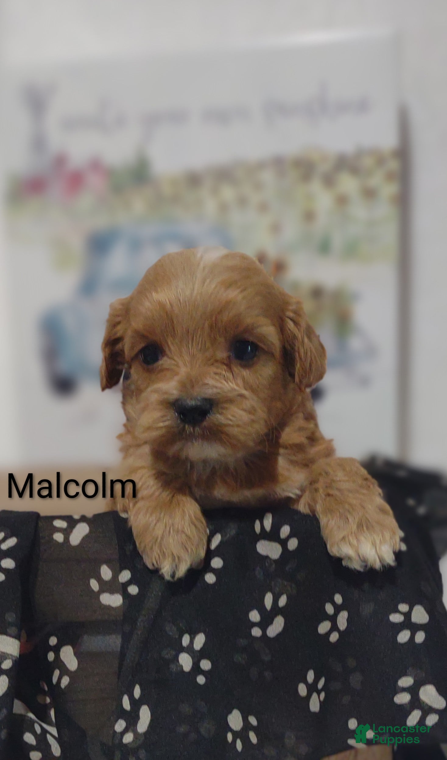 Shihpoo dogs Shihpoo Puppy 5 Malcolm  - Ad 2