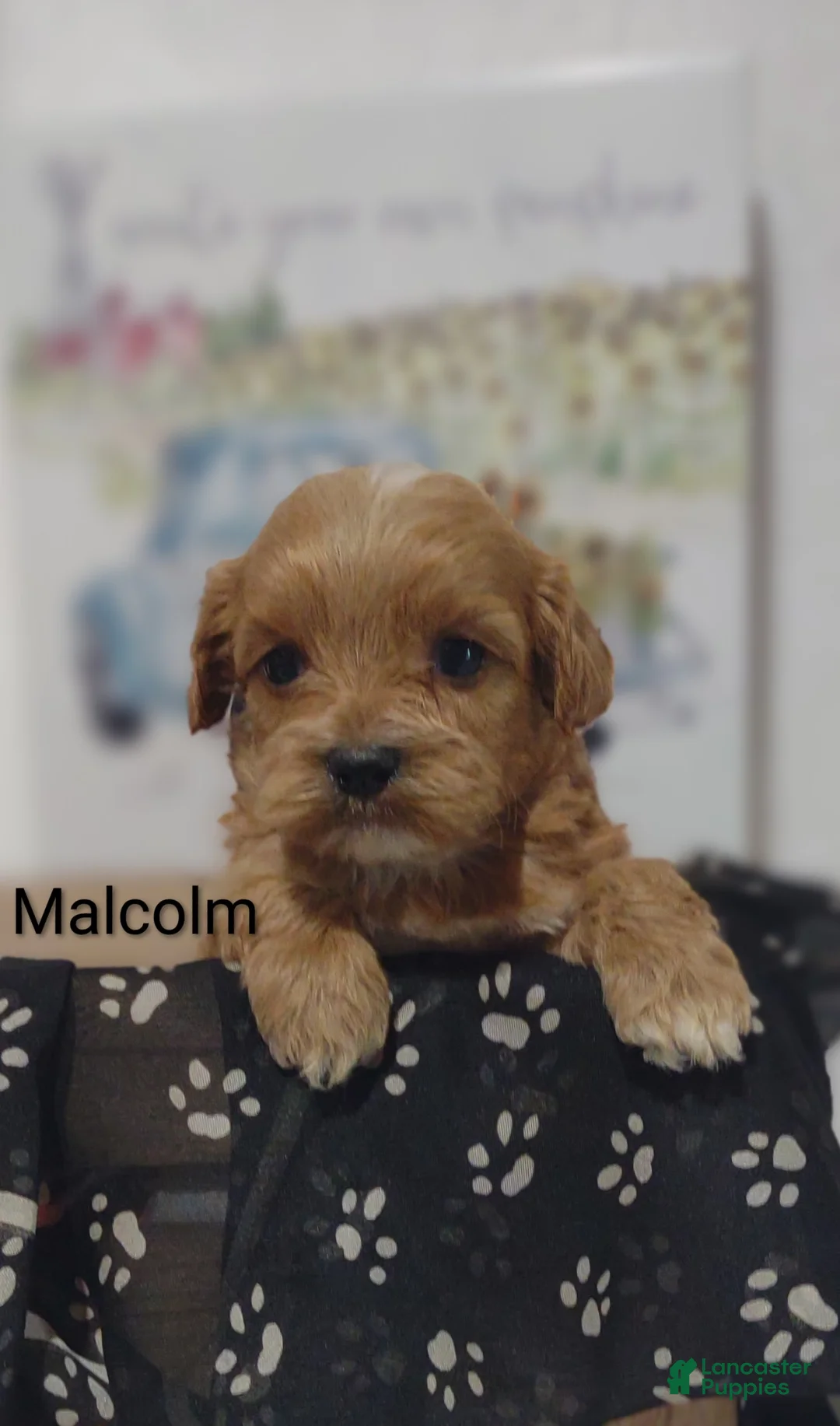 Shihpoo dogs for sale: Shihpoo Puppy 5 Malcolm  - Ad 2