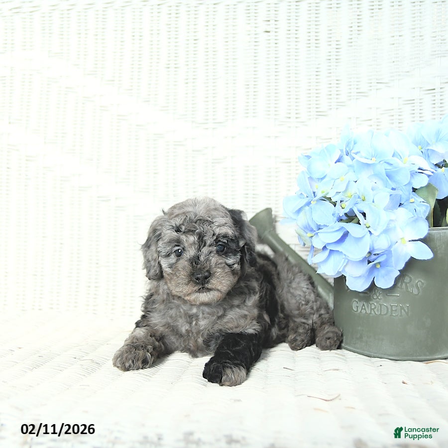 Mini Aussiedoodle dogs Max - Ad 4