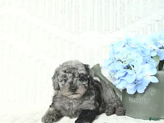 Mini Aussiedoodle dogs Max - Ad 4
