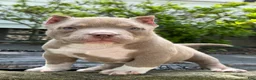 American Bully dogs for sale: Teddy - Ad 5