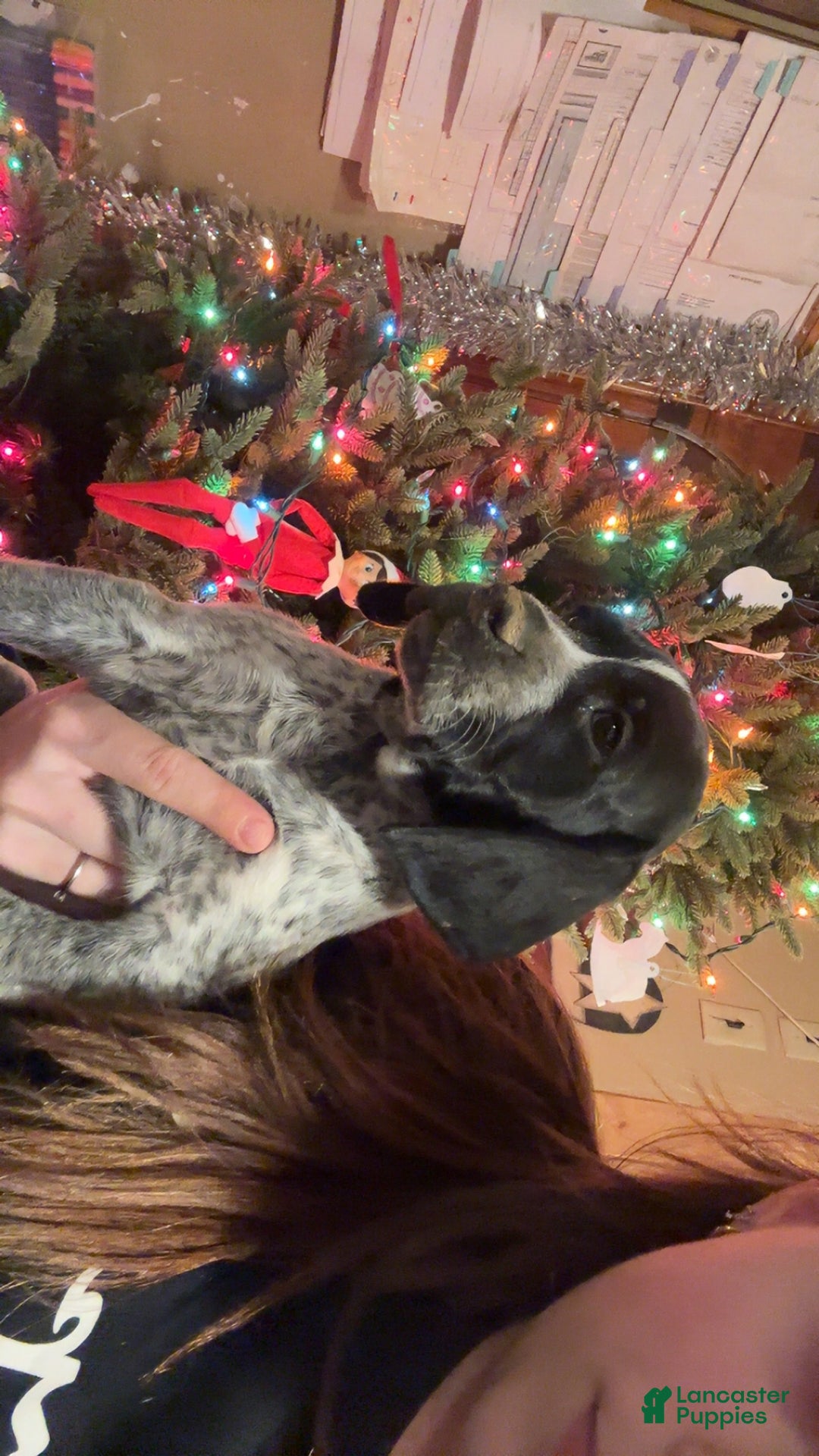 German Shorthaired Pointer dogs for sale: German Shorthaired Pointer Puppy 1 - Ad 4