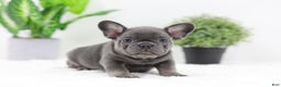 French Bulldog dogs for sale: Earl - Ad 2