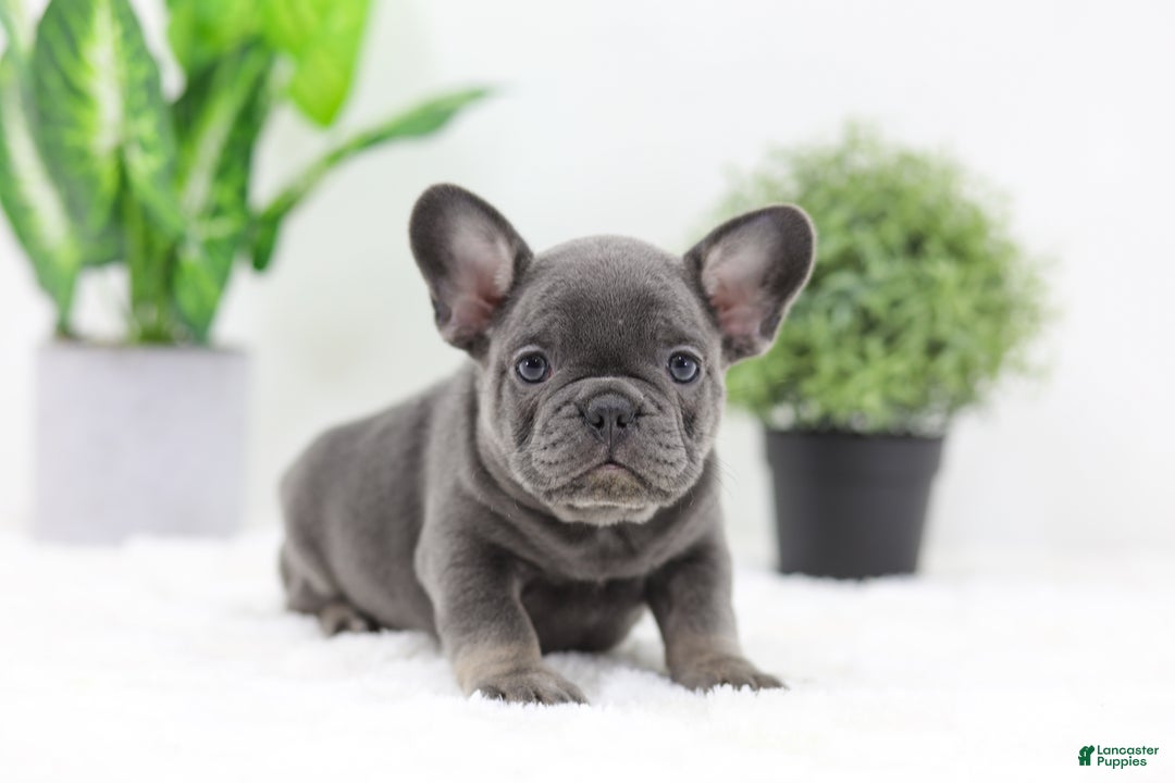 French Bulldog dogs for sale: Earl - Ad 2