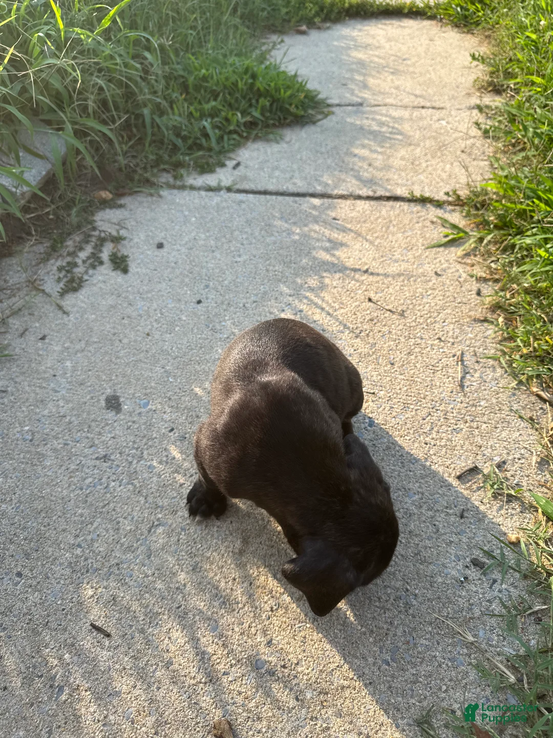 American Bully dogs for sale: Onyx - Ad 2
