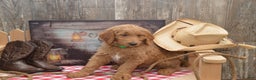 Goldendoodle dogs for sale: Rusty - Ad 1