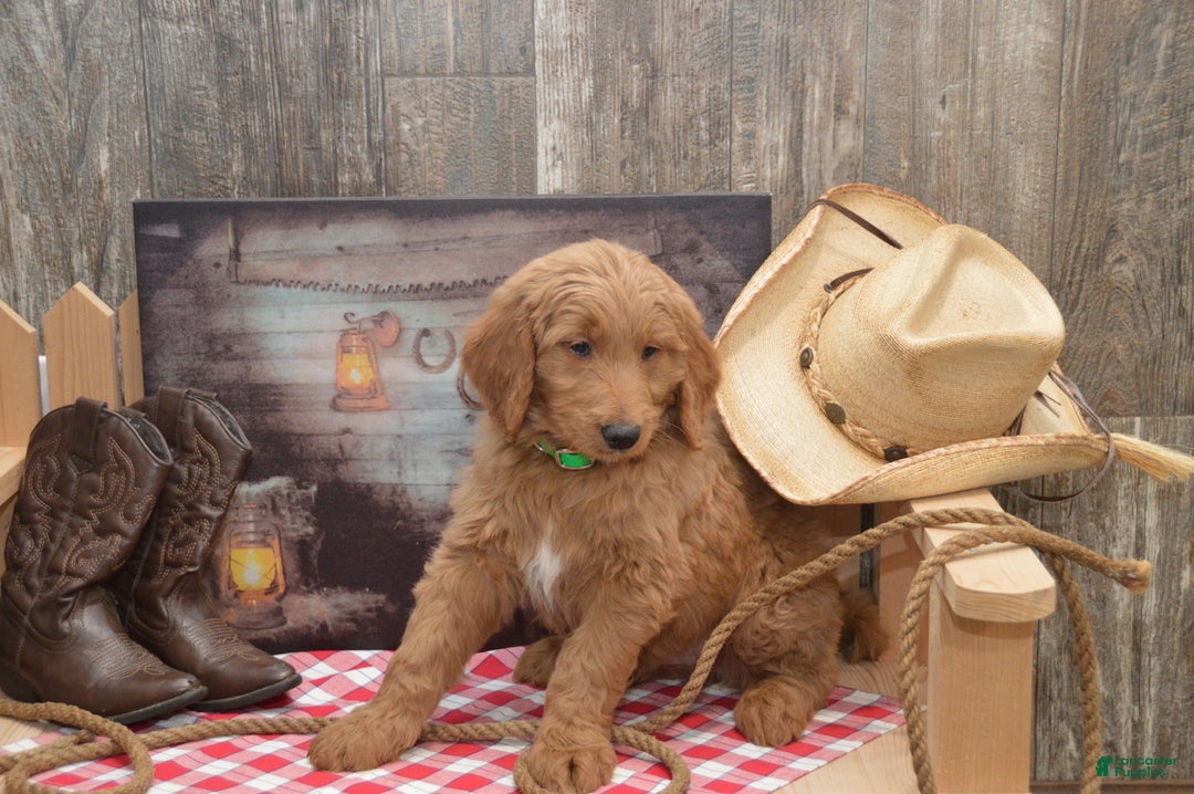 Goldendoodle dogs for sale: Rusty - Ad 1