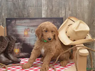 Goldendoodle dogs Rusty - Ad 7