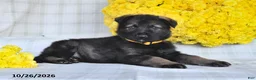 German Shepherd dogs for sale: Oasis - Ad 5