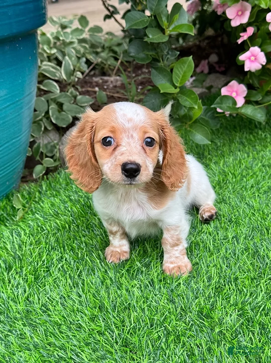 Dachshund dogs for sale: Dachshund Puppy 1 - Ad 2