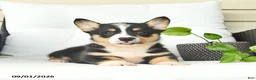 Welsh Corgi Pembroke dogs for sale: Bandit  - Ad 5