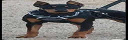 Doberman Pinscher dogs for sale: Akira F2 - Ad 3