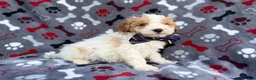 Cavapoo dogs for sale: Lincoln - Ad 2