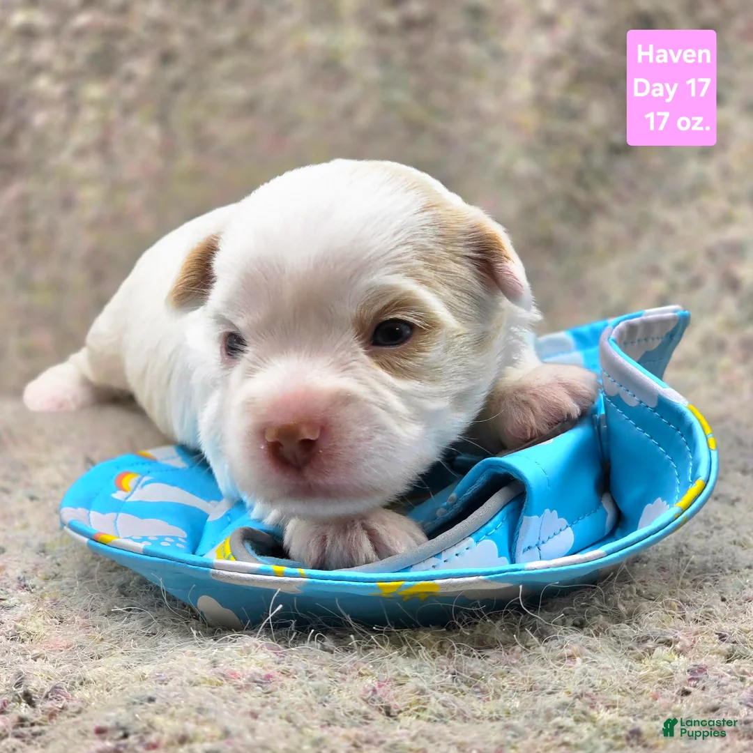 Yorkshire Terrier dogs for sale: Haven - Ad 1