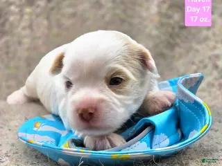 Yorkshire Terrier dogs Haven - Ad 35