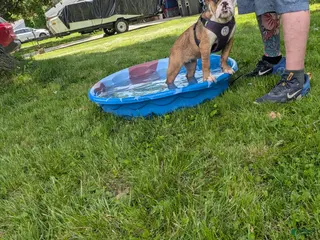 English Bulldog dogs for sale: English Bulldog 2 sandy - Ad 2