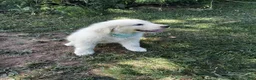 Great Pyrenees dogs for sale: Ella  - Ad 4