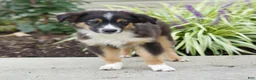 Miniature Australian Shepherd dogs for sale: Tyler  - Ad 3
