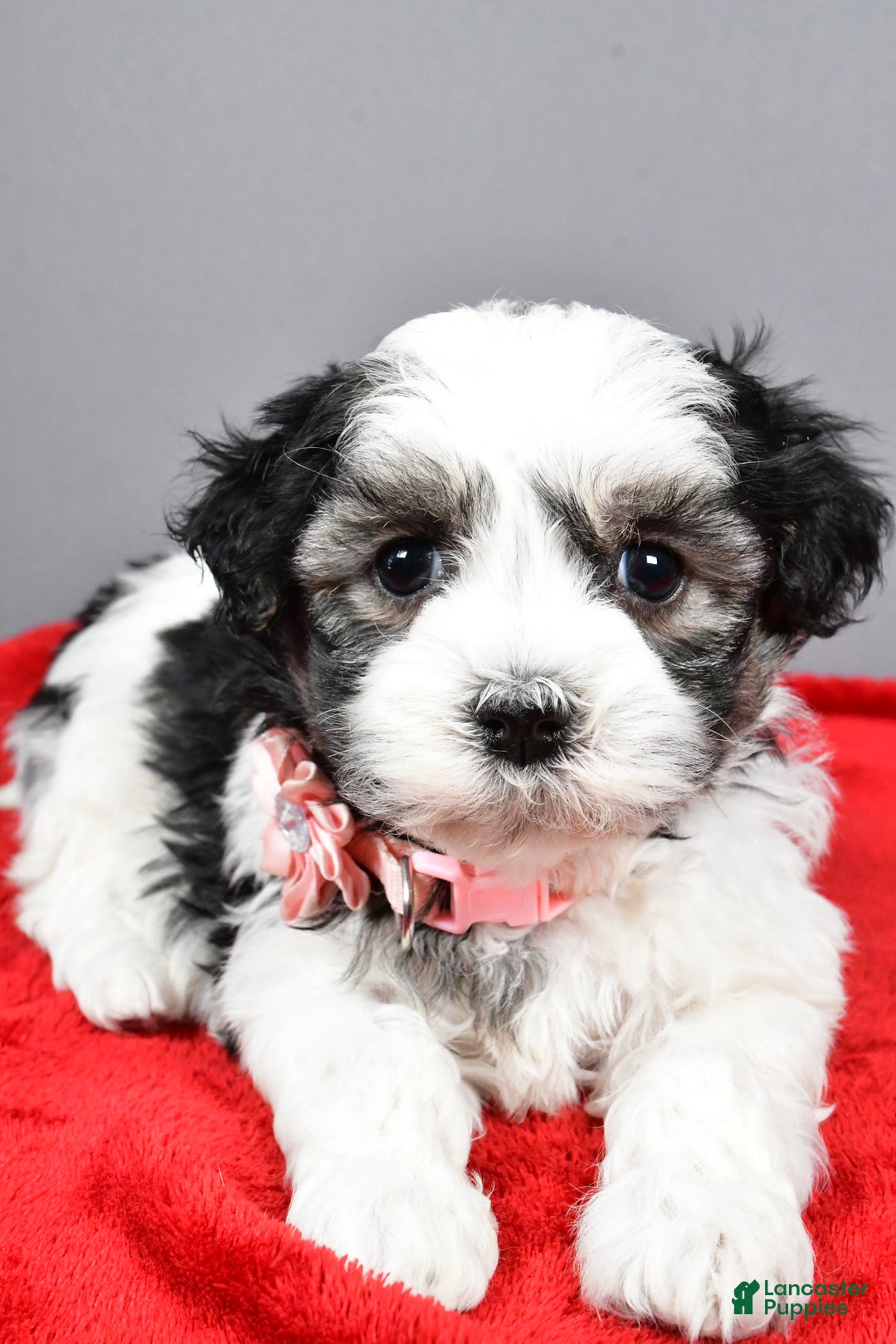 Havanese dogs for sale: Daine - Ad 3