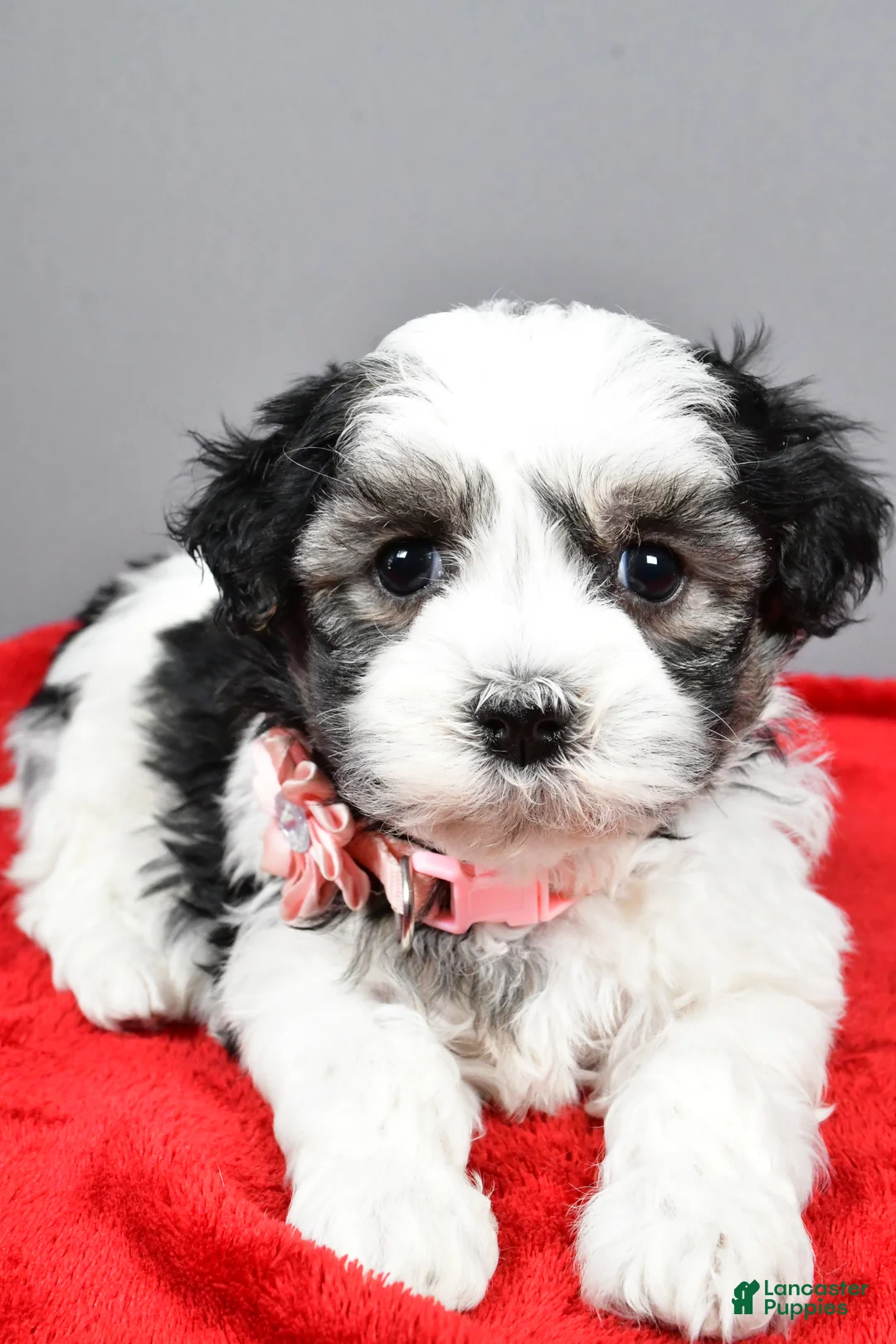 Havanese dogs for sale: Daine - Ad 3