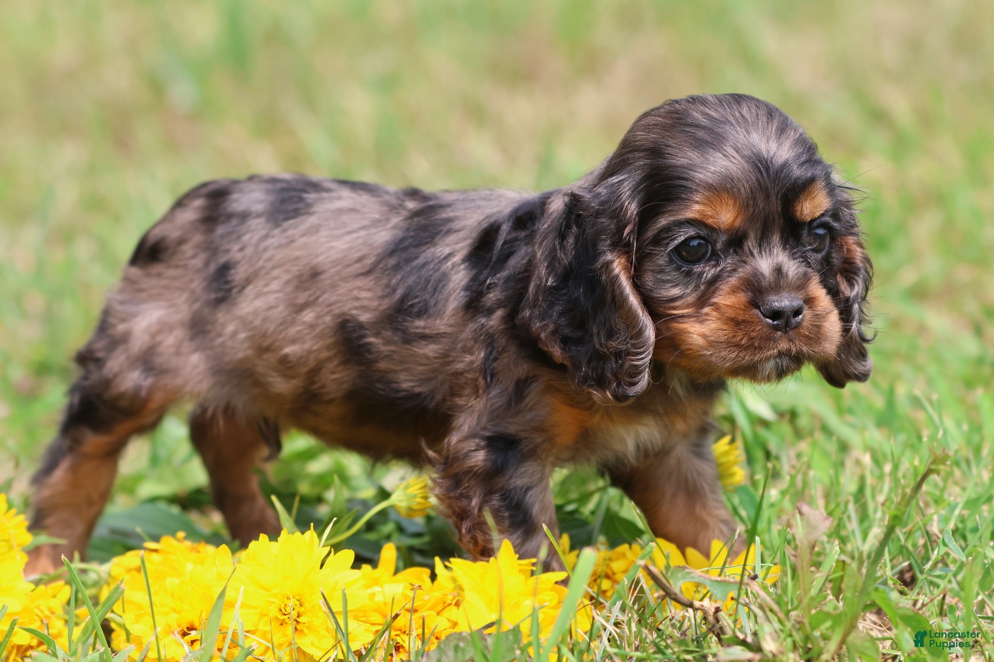 Mixed Breed dogs Pebbles - Ad 2