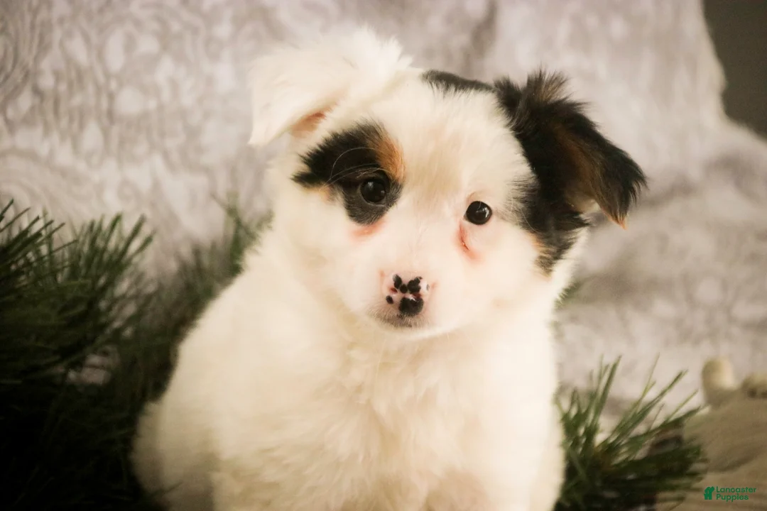 Mixed Breed dogs for sale: Barney - Ad 5