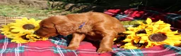 Mixed Breed dogs for sale: Rocky - Irish Goldendoodle  - Ad 19