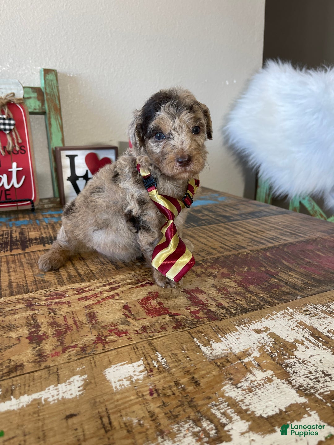 Miniature Poodle dogs for sale: Akc Chocolate Phantom Merle - Ad 7