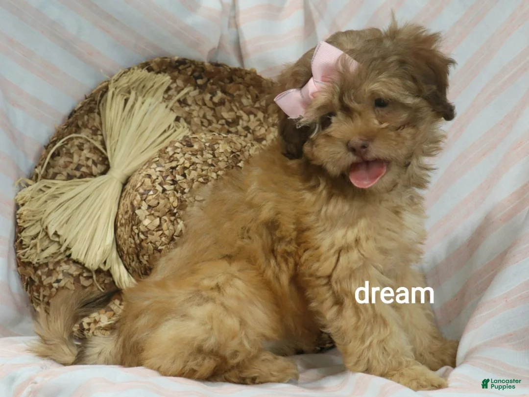 Shihpoo dogs for sale: Sage - Ad 1