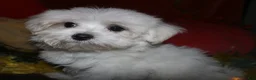 Maltese dogs for sale: Stumpy - Ad 6
