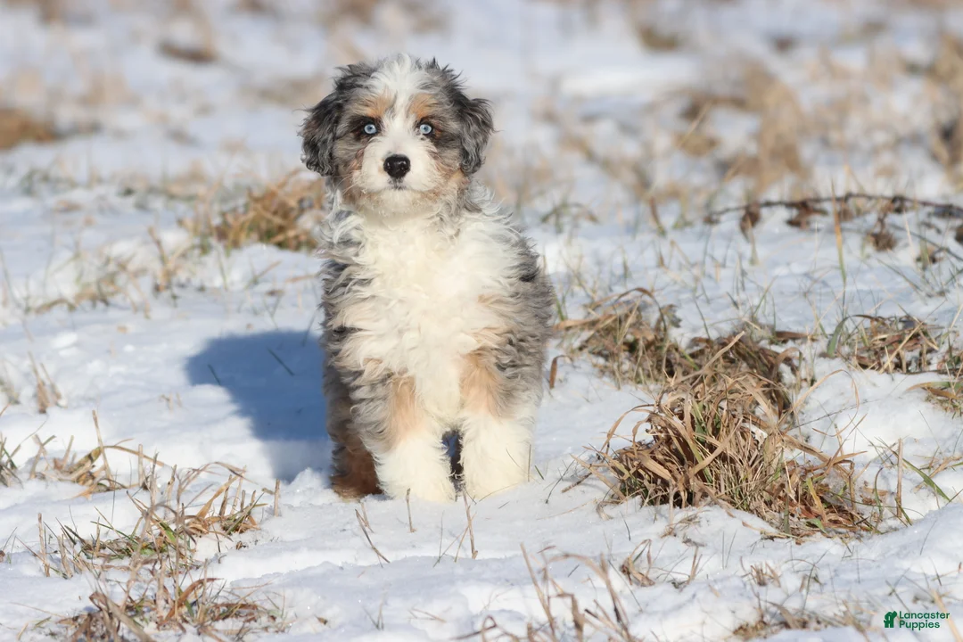 Mini Aussiedoodle dogs for sale: Cloudy  - Ad 1