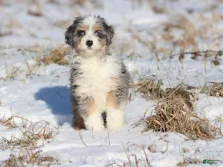 Mini Aussiedoodle dogs Cloudy - Ad 27