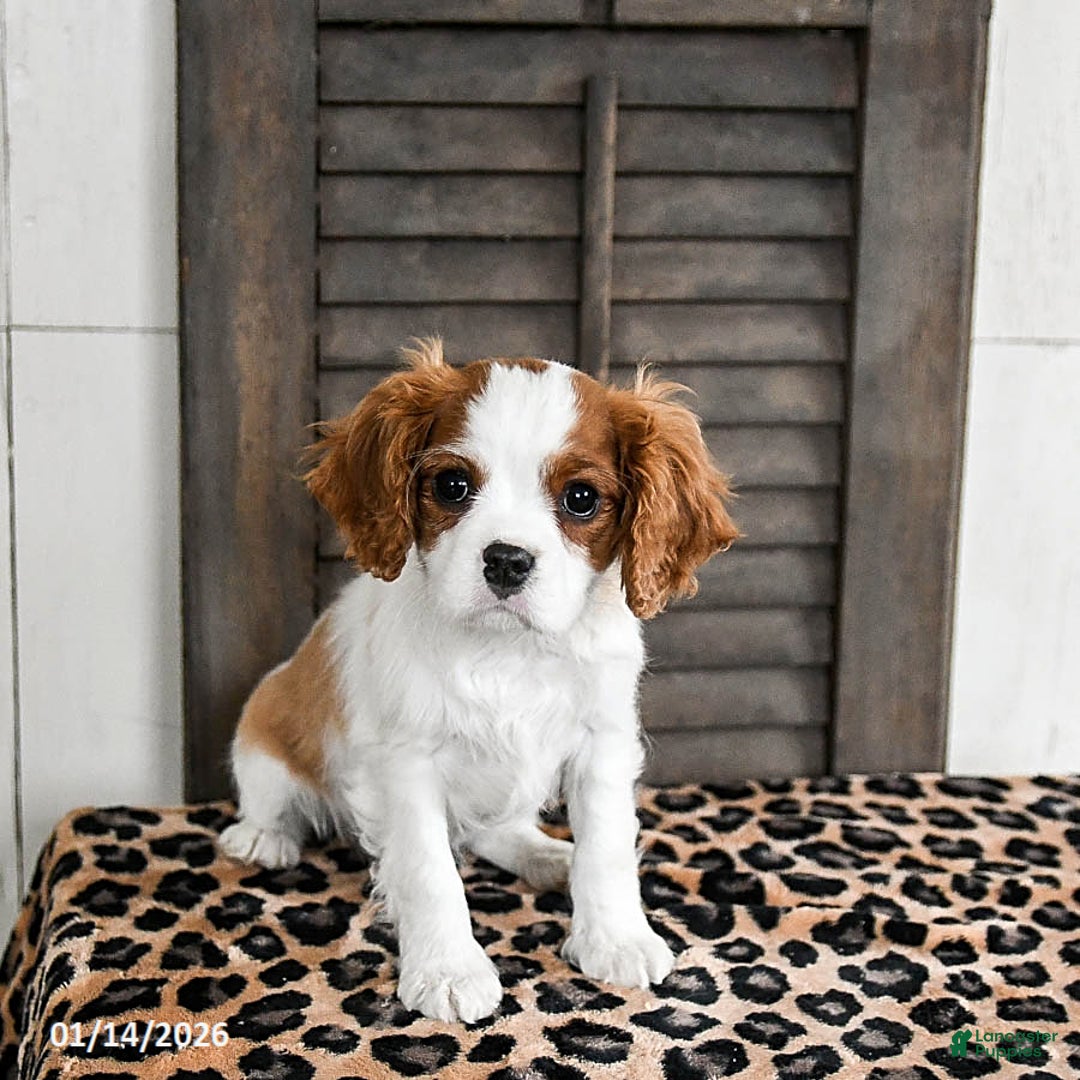 Cavalier King Charles Spaniel dogs for sale: Jasper - Ad 4