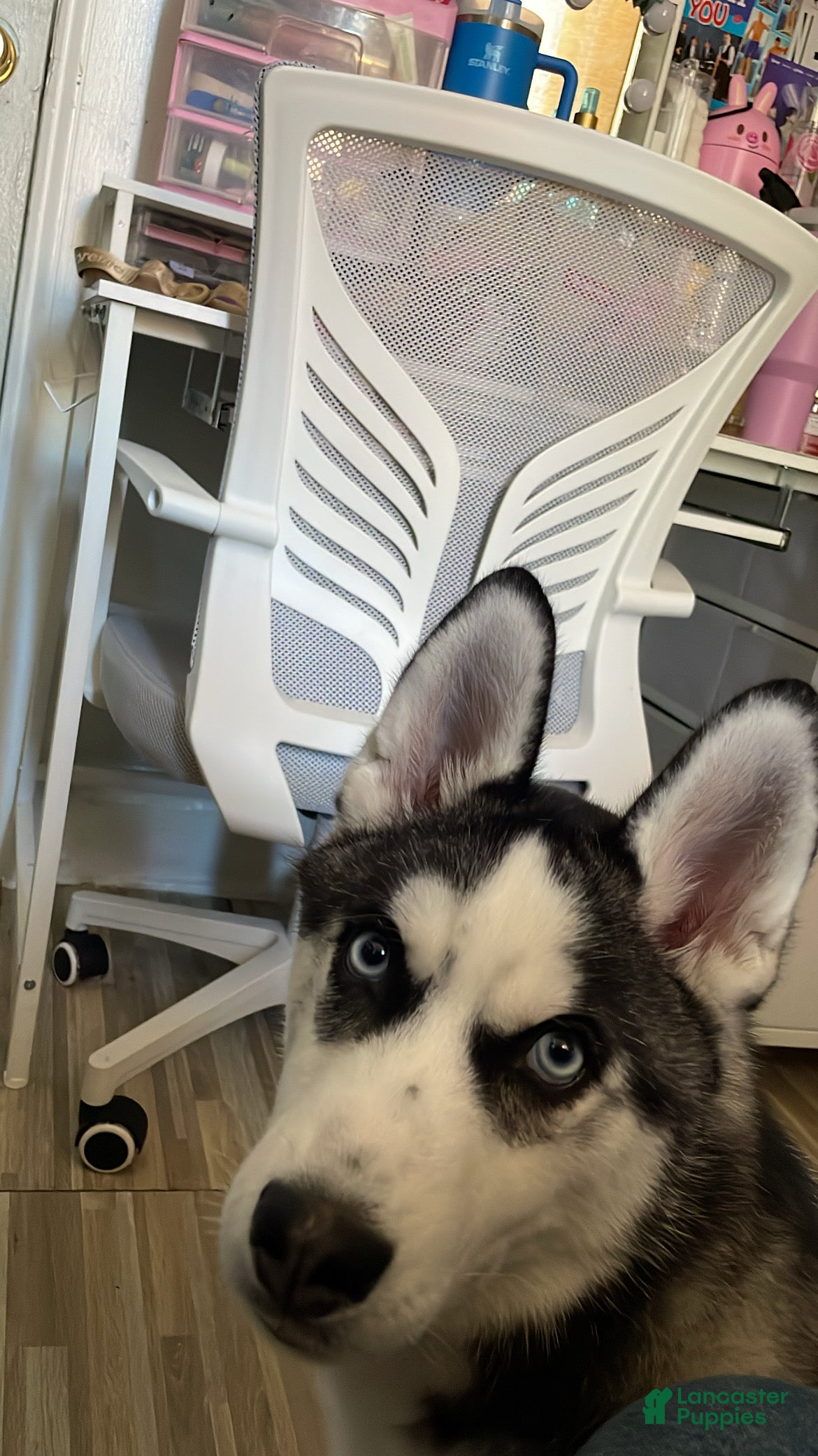 Siberian Husky dogs Siberian Husky Puppy 1 - Ad 27