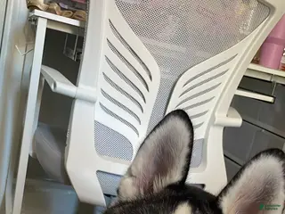 Siberian Husky dogs Siberian Husky Puppy 1 - Ad 27