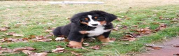 Bernese Mountain Dog dogs for sale: Stockings  - Ad 5