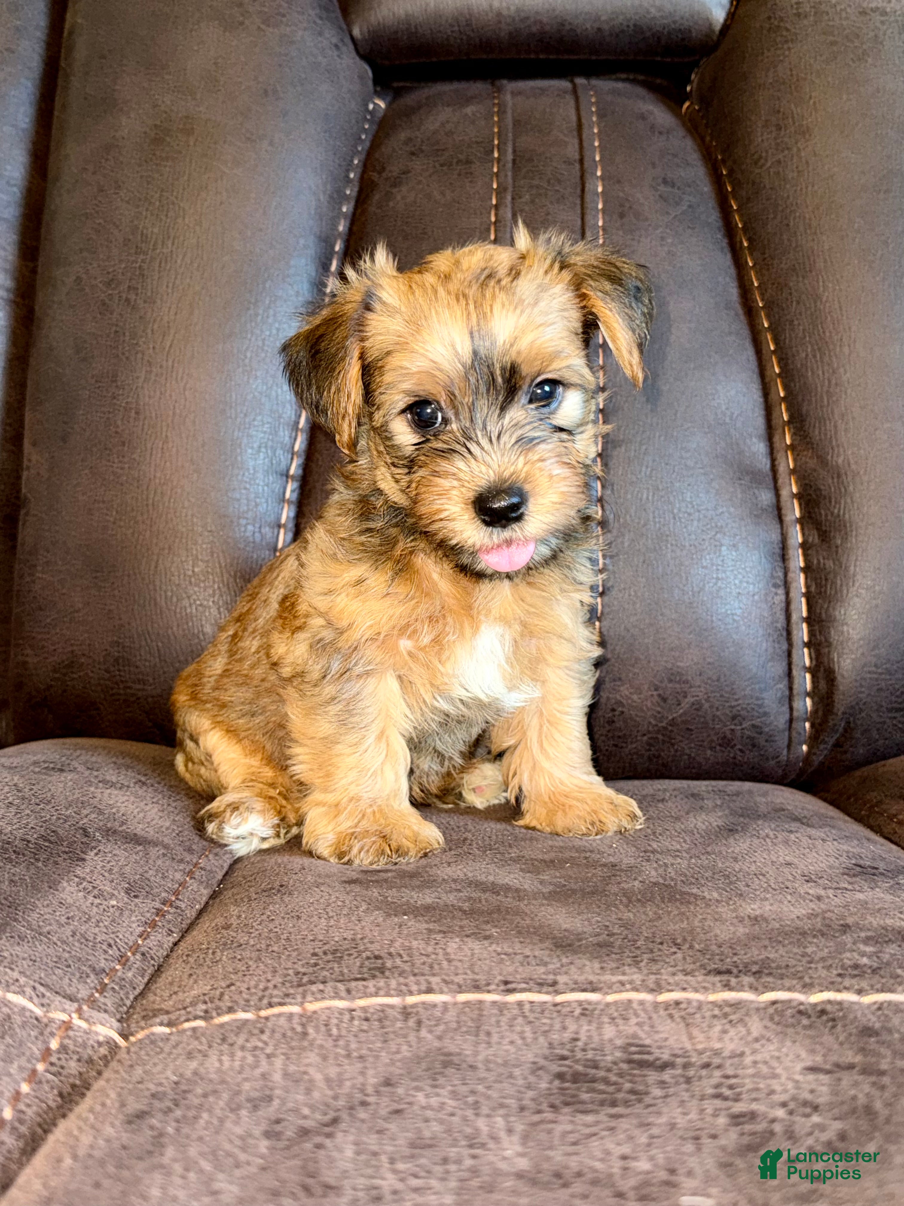Yorkshire Terrier dogs Yorkshire Terrier 3 - Ad 42
