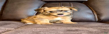 Yorkshire Terrier 3