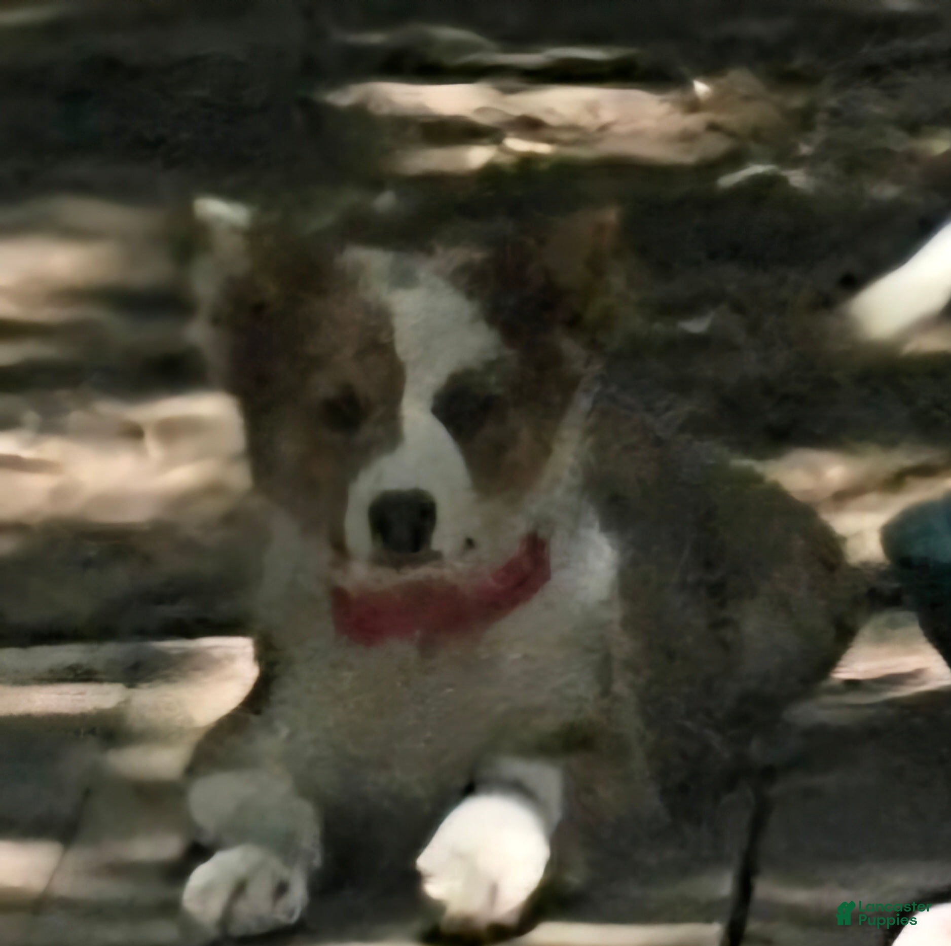 Border Collie dogs for sale: Suzy - Ad 7