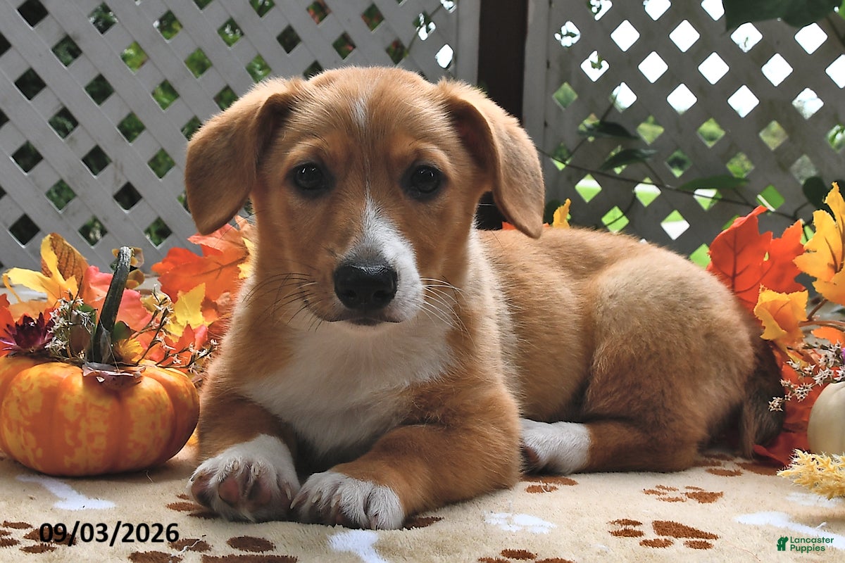 Welsh Corgi Pembroke dogs Dexter - Ad 2