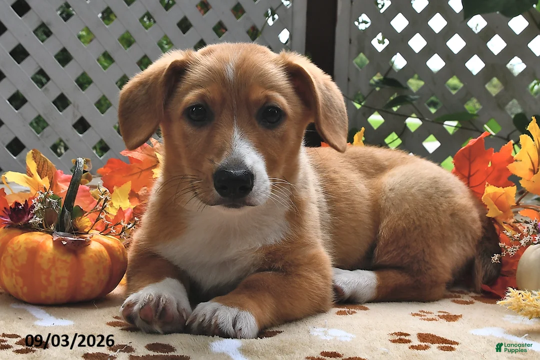 Welsh Corgi Pembroke dogs for sale: Dexter - Ad 2